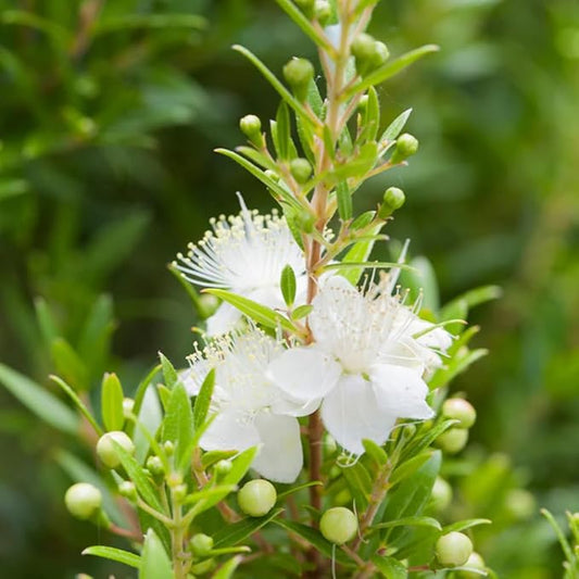 Aromatics International Premium Organic Myrtle Green Essential Oil 5ml | 100% Pure Essential Oil for Diffusion & Aromatherapy