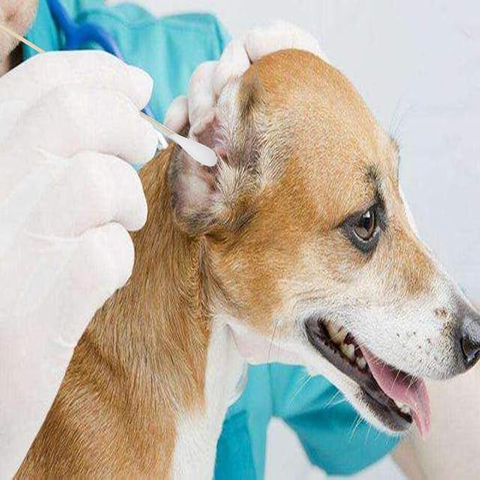 6 Inch Long Cotton Swabs (Large Size) 100pcs,Large Cotton Buds with Bamboo Handle for Pets, Gun Cleaning or Makeup