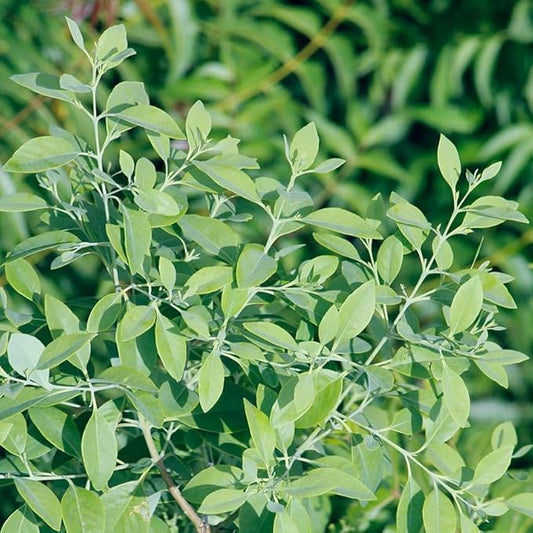 Aromatics International Premium Organic Sandalwood Essential Oil 18ml | 100% Pure Essential Oil for Diffusion & Aromatherapy