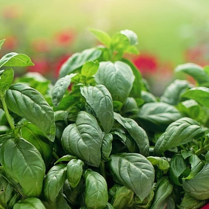 Natural Lip Balm, Perioral Dermatitis Treatment, Calendula Lip Balm, Healing Lip Balm with Immune Supportive Basil & Rosemary Essential Oil, Organic Coconut Oil, 2 Pak, Ora's Amazing Herbal