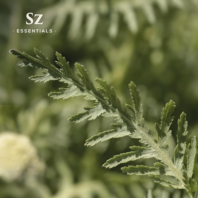 Davana Essential Oil - 100% Pure & Undiluted - Extracted from Artemisia Pallens- Sweet and Sour, Dried-Fruity, and Watermelon-Like Aroma Therapeutic Grade & Vegan - 0.17 oz (5 ml)