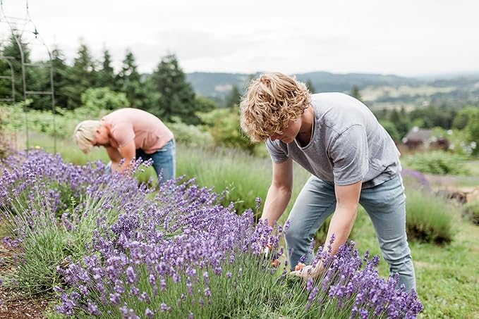 Victoria's Lavender Ultra Rich Foot Balm for Dry Cracked Feet – Heel Repair & Softener with Tea Tree Oil & Lavender – Dry Heels Treatment for Women & Men – Made in USA Foot Balm Stick - 2 Pack (2.5Oz)